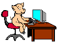 Pig at Desk